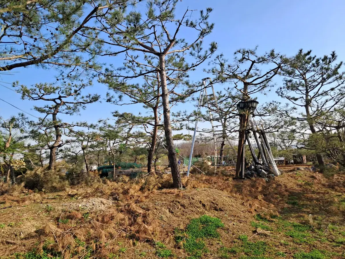 소나무 반송 정원수 판매